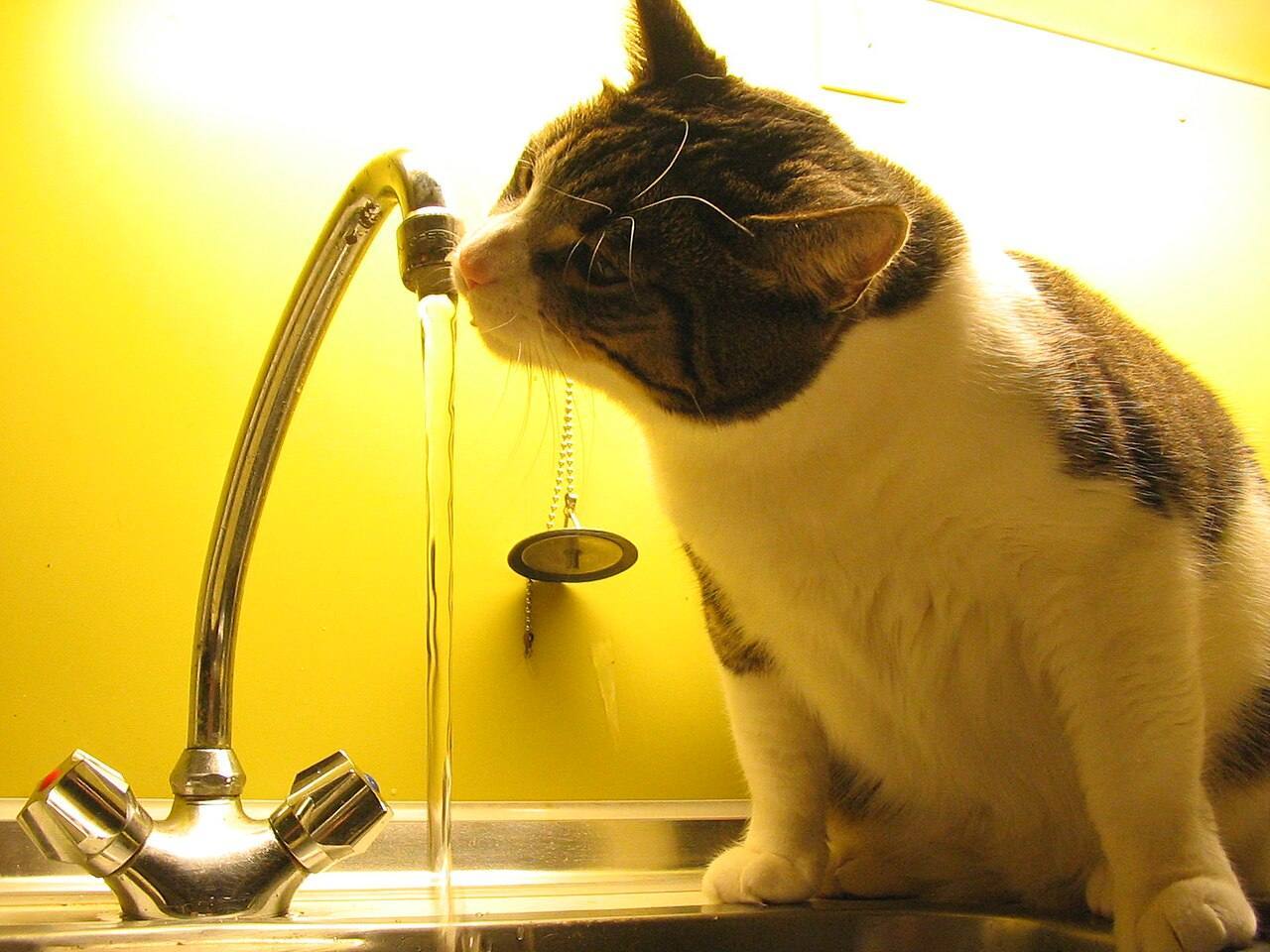 Cat Konken drinking tap water